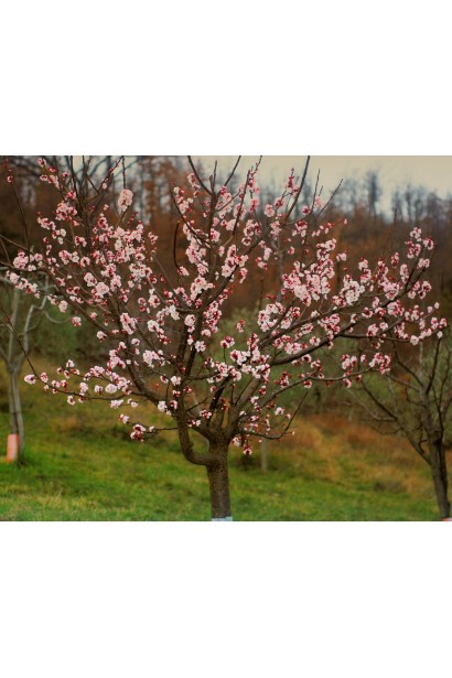 Абрикос Шедевр цвітіння